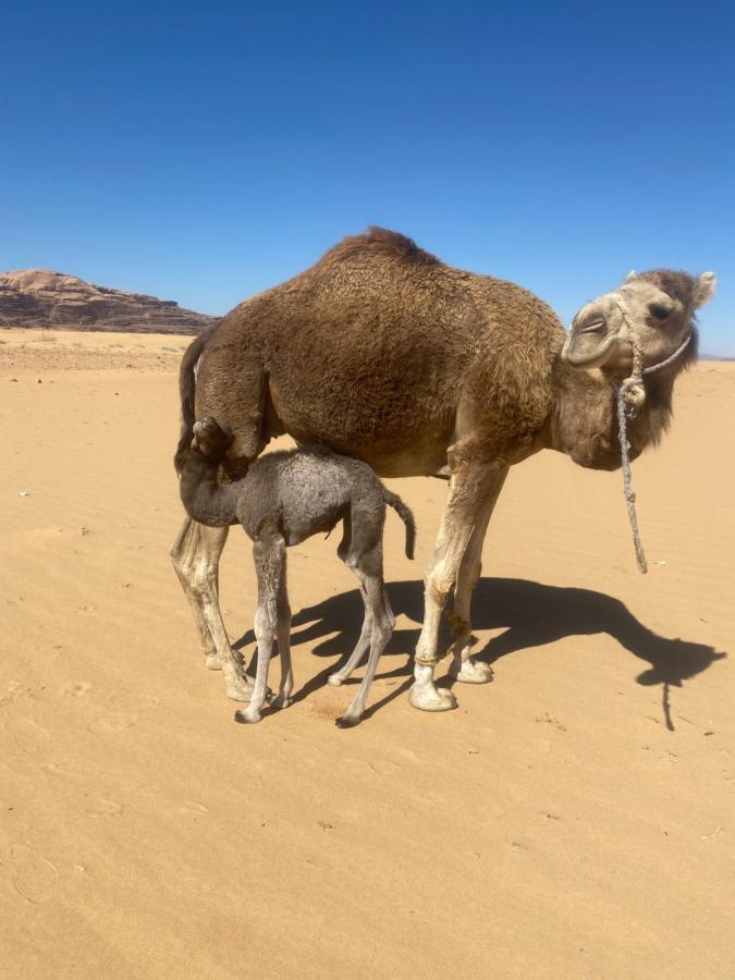 Wadi Rum Albasli Εξωτερικό φωτογραφία