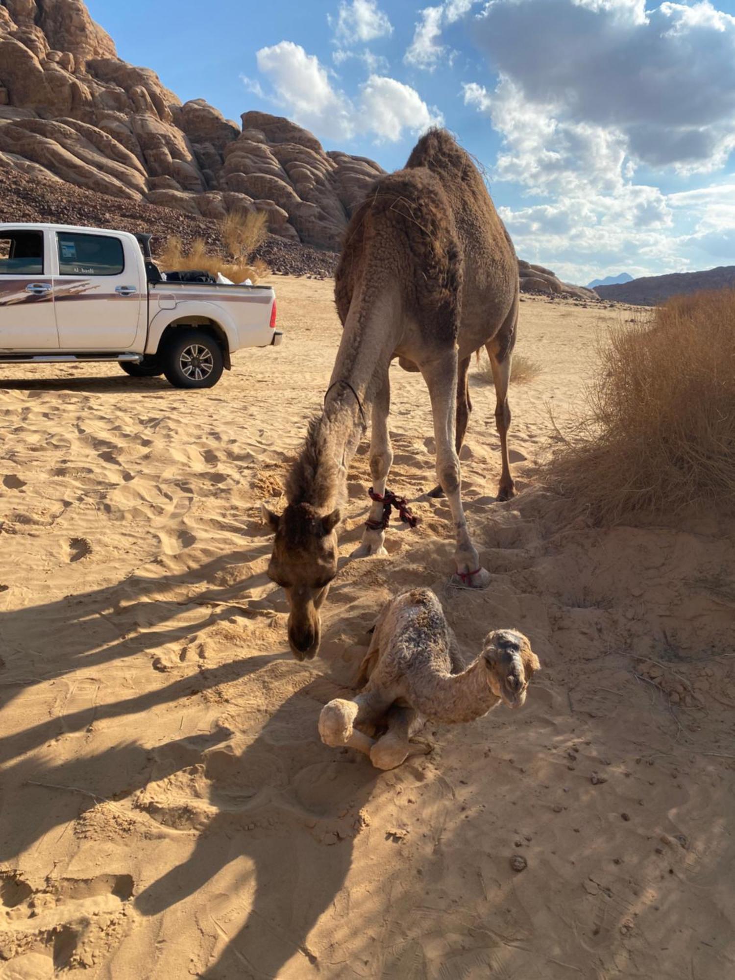 Wadi Rum Albasli Εξωτερικό φωτογραφία