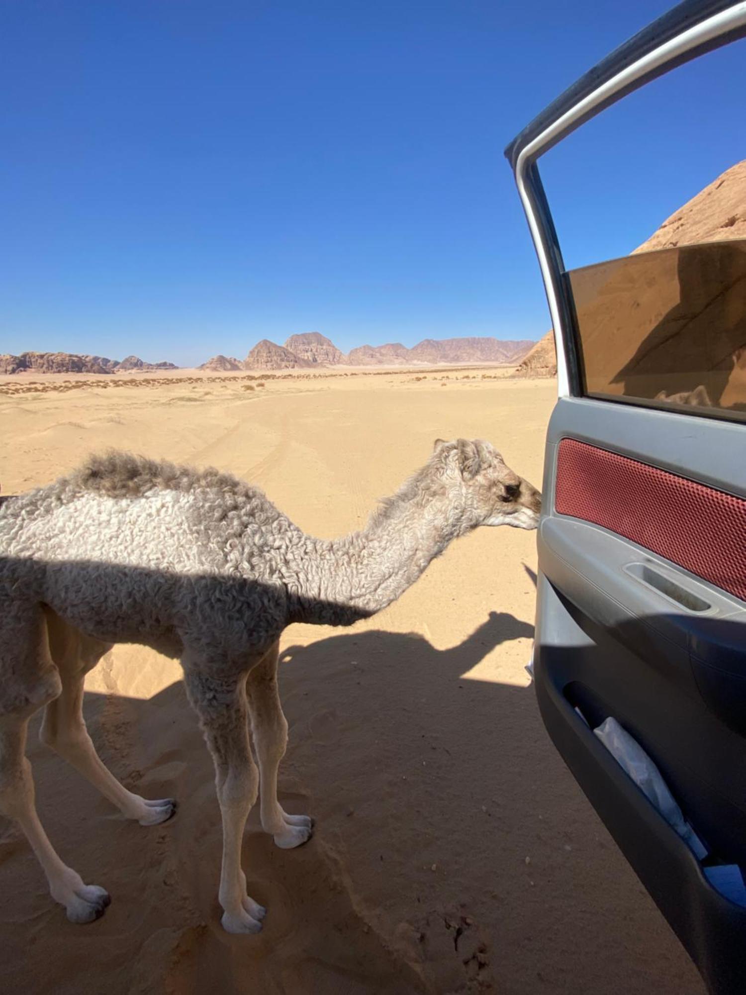 Wadi Rum Albasli Εξωτερικό φωτογραφία